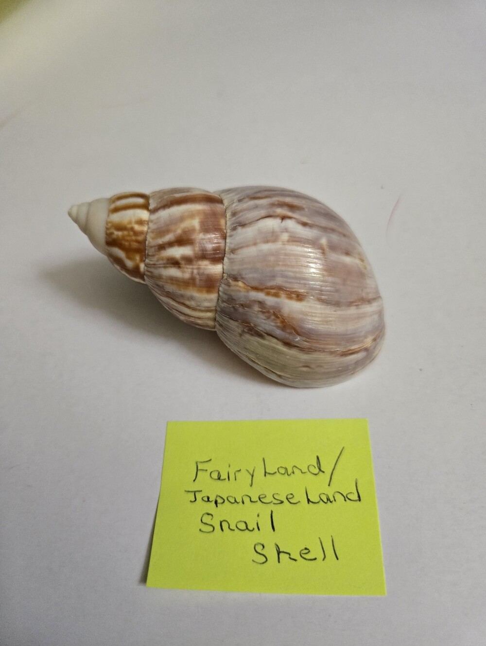 Set /3 Sea Shells - Picture 12 of 16